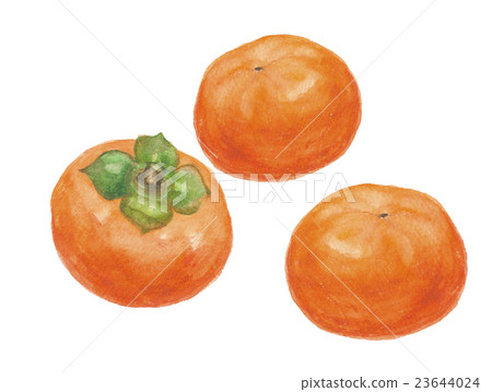  Persimmon oyster 23644024