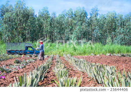 Farm workers in a pineapple field 23644406