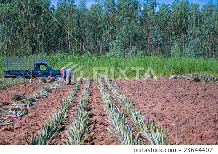 Farm workers in a pineapple field Farm workers in a pineapple field 23644407