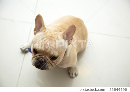 French bulldog sit and looking 23644596