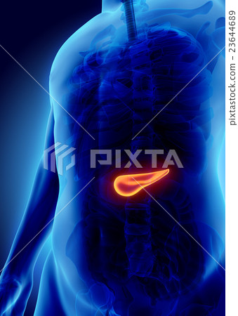 3D illustration of Pancreas - digestive system. 23644689