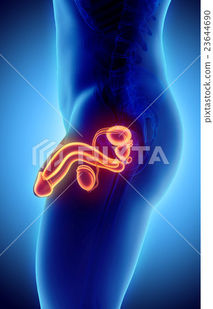 Reproductive system male, medical concept. 23644690