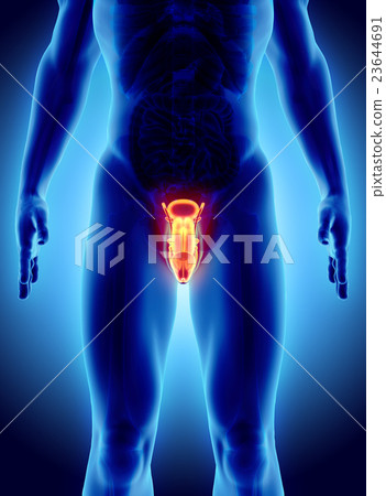 Reproductive system male, medical concept. 23644691