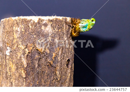  [Emergence of cicadas 03-16] Emergence of minmine ceremonies Interval shooting Fixed shooting semi semi semi 23644757