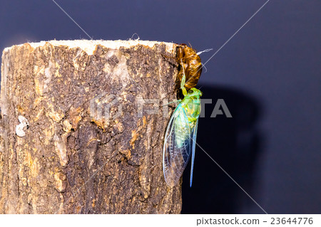  [蟬的出現03-35] Min-mimi Interval射擊的出現固定射擊半半半 23644776