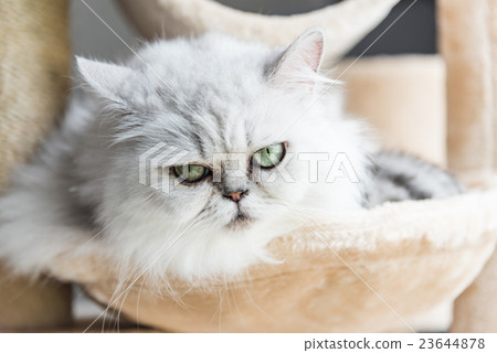 Beautiful american shorthair cat Beautiful american shorthair cat 23644878