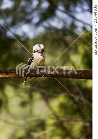 Kookaburra 23644938