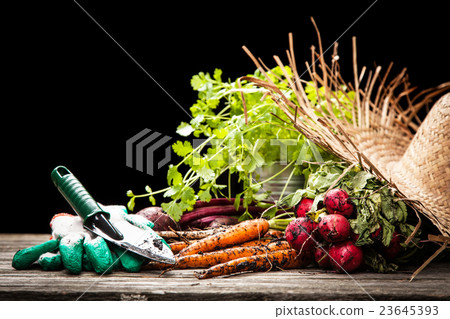 Fresh organic vegetables 23645393
