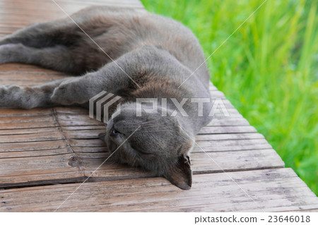 Sleeping Korat cat Sleeping Korat cat 23646018