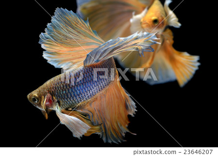 Yellow Colorful waver of Saimese fighting fish Yellow Colorful waver of Saimese fighting fish 23646207