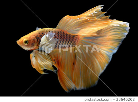 Yellow Colorful  waver of  Saimese fighting fish 23646208