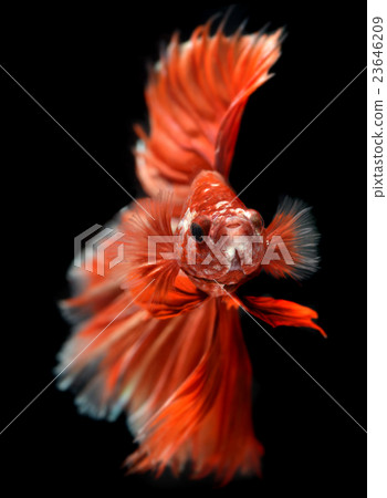 Golden red Colorful  waver of Betta 23646209