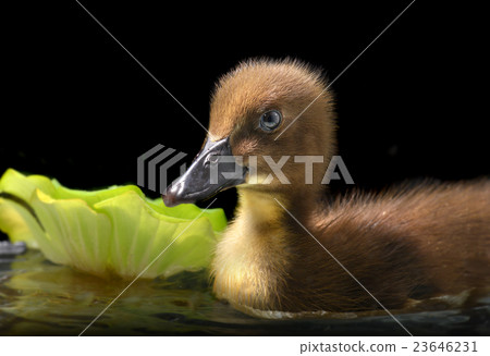 Little baby of duck relaxing in the water 23646231