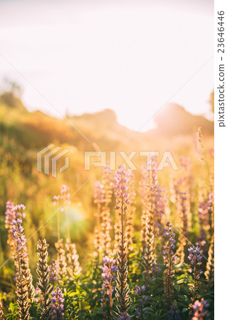 Wild Bloomy Flowers Lupine, Lupinus, Lupin In Wild Bloomy Flowers Lupine, Lupinus, Lupin In 23646446