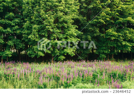 Glade Of Wild Blossom Flowers Lupine In Summer Glade Of Wild Blossom Flowers Lupine In Summer 23646452