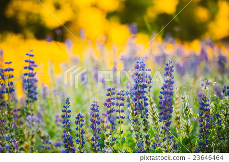 Wild Flowers Lupine In Summer Field Meadow. Close Wild Flowers Lupine In Summer Field Meadow. Close 23646464
