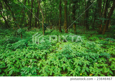 Wild Bushy Thickets Of Small-Flowered Touch-Me-Not Wild Bushy Thickets Of Small-Flowered Touch-Me-Not 23646467