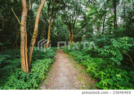 Forest Path Going Through Growth Of Small Forest Path Going Through Growth Of Small 23646469