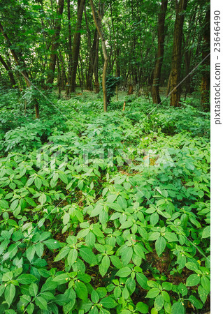 Wild Bushy Thickets Of Small-Flowered Touch-Me-Not 23646490