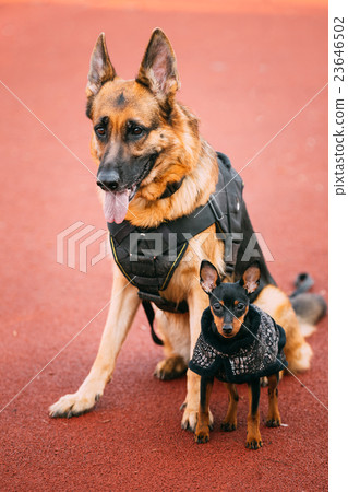 Brown German Sheepdog And Black Miniature Pinscher 23646502