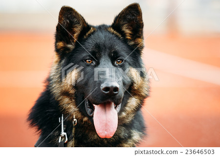 German Shepherd Dog Close Up. Alsatian Wolf Dog 23646503
