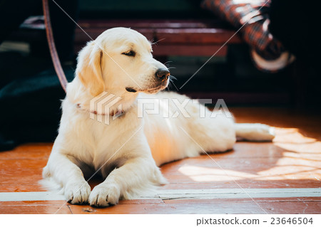 Close Up Young White Golden Labrador Retriever Dog 23646504