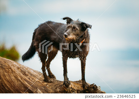 Small Size Black Mixed Breed Dog On Trunk Of 23646525