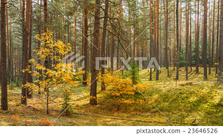 Autumn forest reserve park. Nobody. panorama 23646526