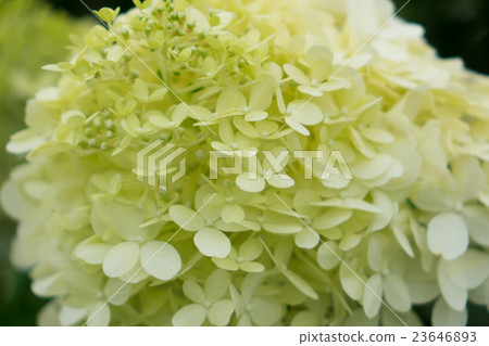 White hydrangea 23646893