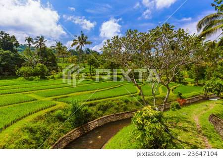 Rice fields - Bali island Indonesia Rice fields - Bali island Indonesia 23647104