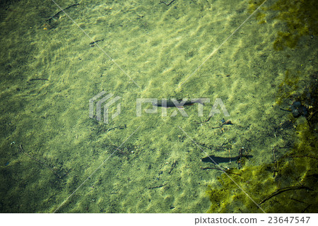 山溪魚(Iwana) 山溪魚(Iwana) 23647547