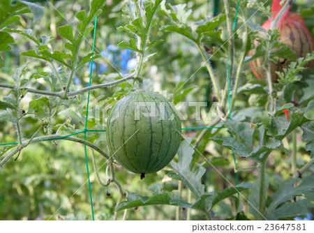 Aerial cultivation of watermelon 23647581