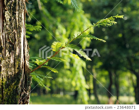 新鮮的綠色水杉 新鮮的綠色水杉 23648071