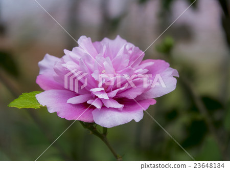 Double-flowered Mukuge 23648184