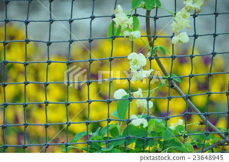 阿克比花 23648945