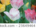 Tulip 23649464