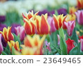 Tulip 23649465