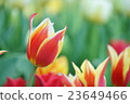 Tulip 23649466
