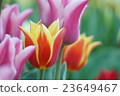 Tulip 23649467