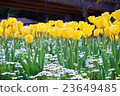Tulip 23649485
