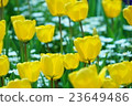 Tulip 23649486