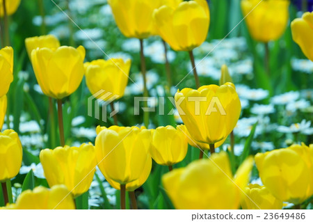 Tulip 23649486