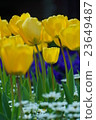 Tulip 23649487