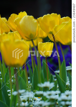 Tulip 23649487