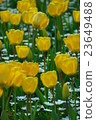Tulip 23649488
