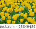 Tulip 23649489