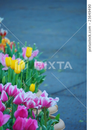 Tulip Tulip 23649490