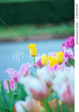 Tulip 23649494