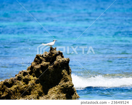 Okinawa Prefecture Nanjo City Chinen Commemoration Island Okinawa Prefecture Nanjo City Chinen Commemoration Island 23649524