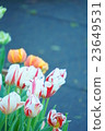 Tulip 23649531